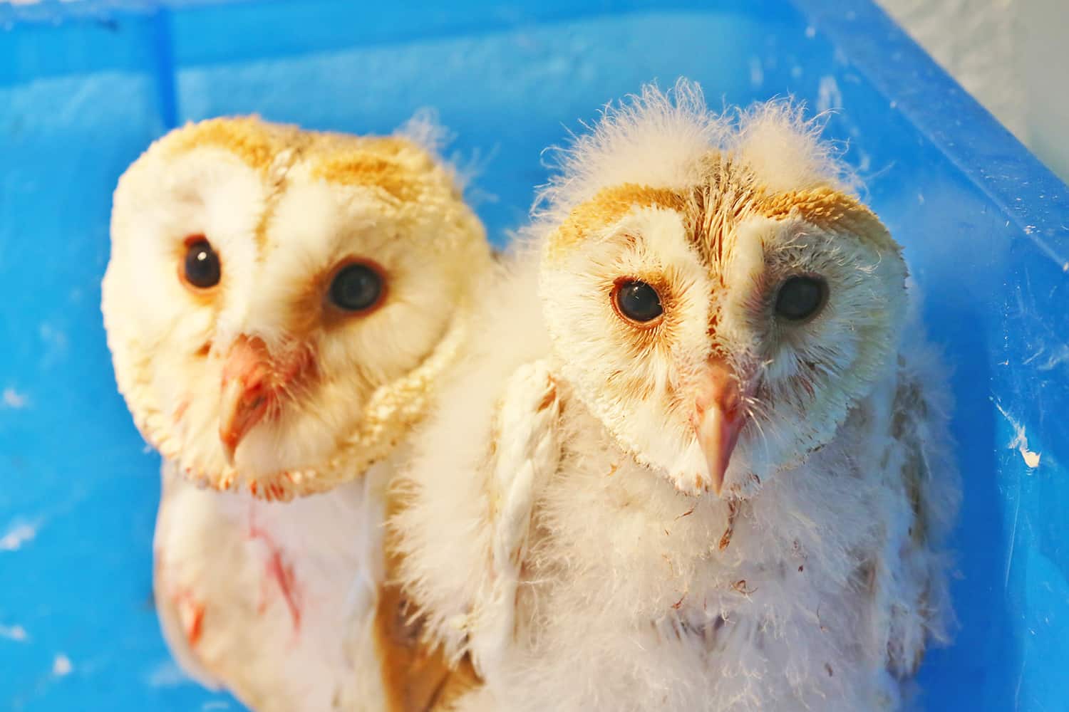 baby barn owls