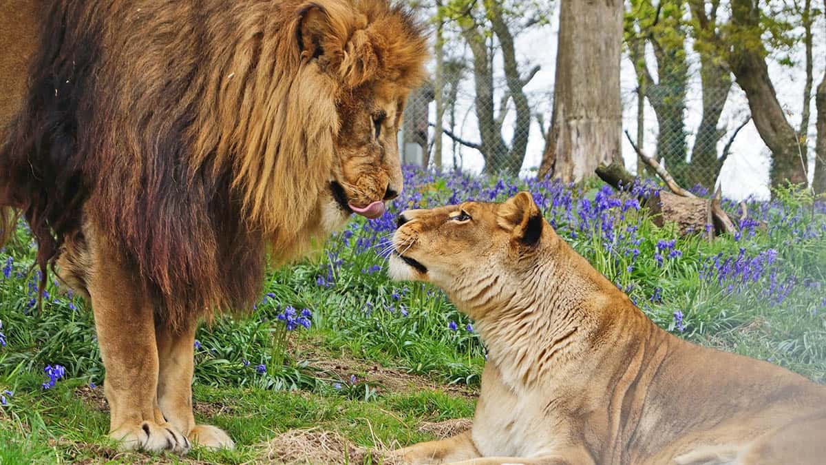 dartmoor-zoo-lion