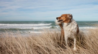 Dog-sand-dunes