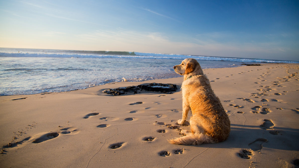 10 of the Best DogFriendly Beaches in Devon Toad Hall