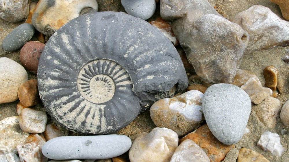 How to Find Fossils on the Jurassic Coast - Toad Hall Cottages Blog