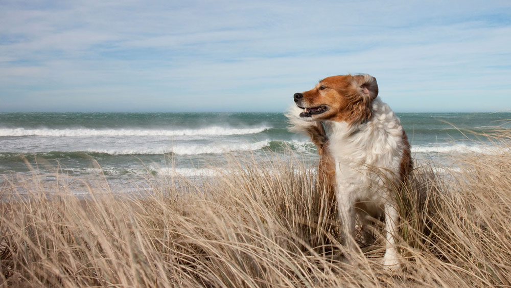 Dogfriendly Days Out in the West Country Dogfriendly