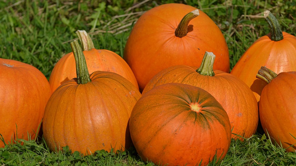 pile-of-pumpkins