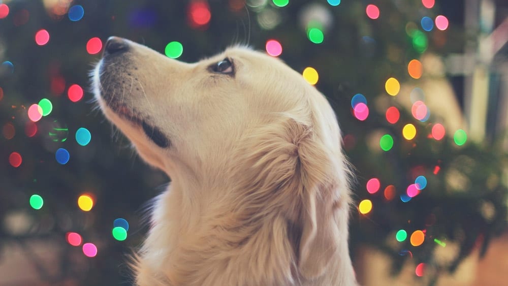dog-with-christmas-lights