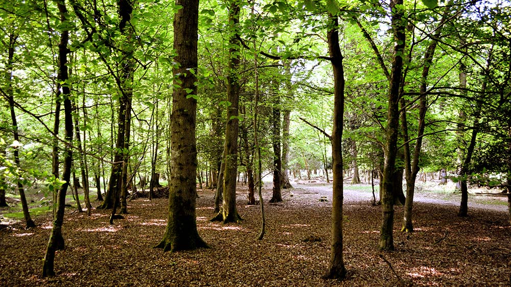 new-forest-woodland-walk