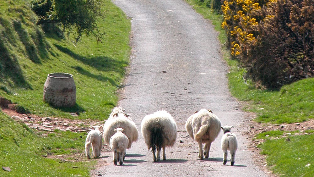 sheep-on-road-exmoor