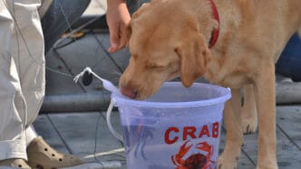 crabbing-south-devon