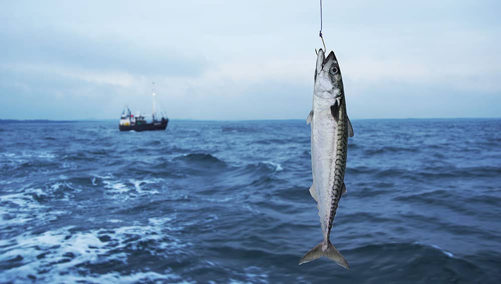 mackerel-fishing