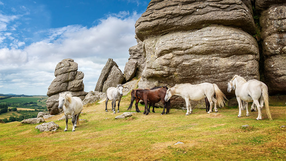 dartmoor-ponies
