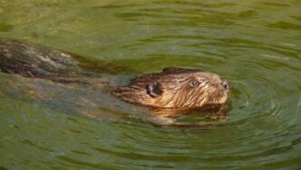 beaver-cornwall