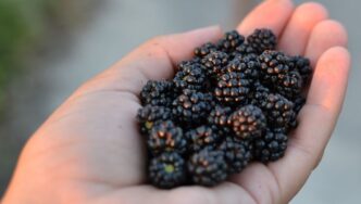 foraging-blackberries