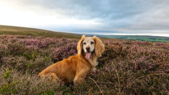 dartmoor-dog-walks